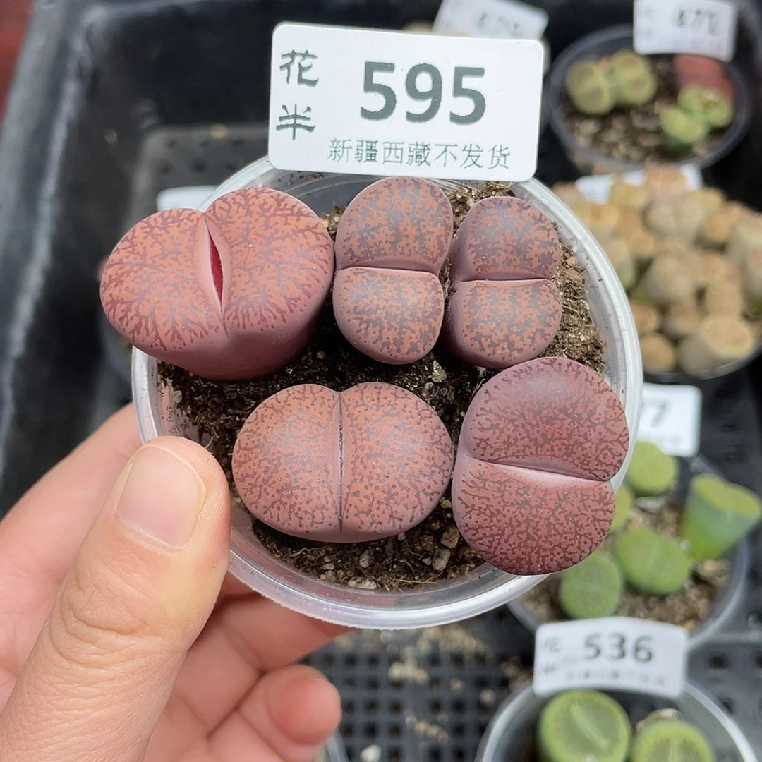 5950000000花花花怀胎啊