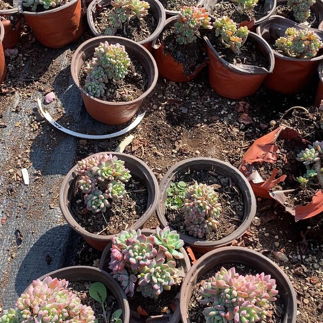 小小蓝苹果5颗多肉植物