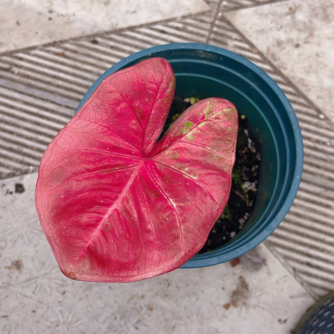 完全开放泰彩一物一拍4121