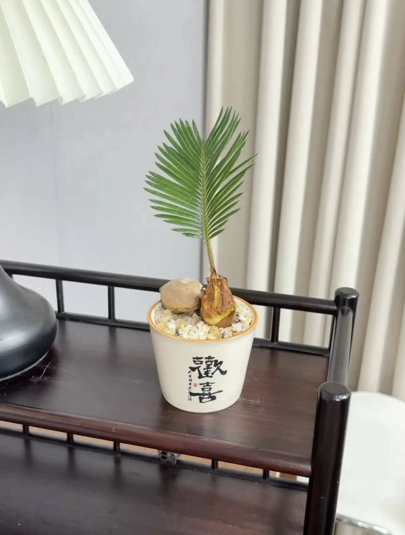 【铁定赢】铁树盆栽桌面小盆栽室内绿植办公室客厅桌面绿植