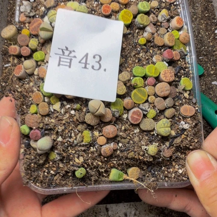 漫***雪多肉植物的生长发育43