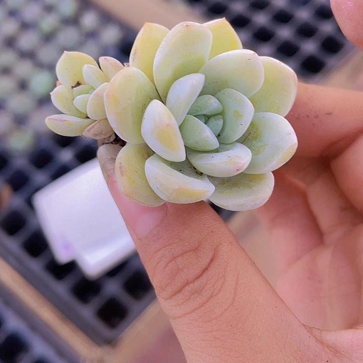 44精品雪媚娘2颗一组