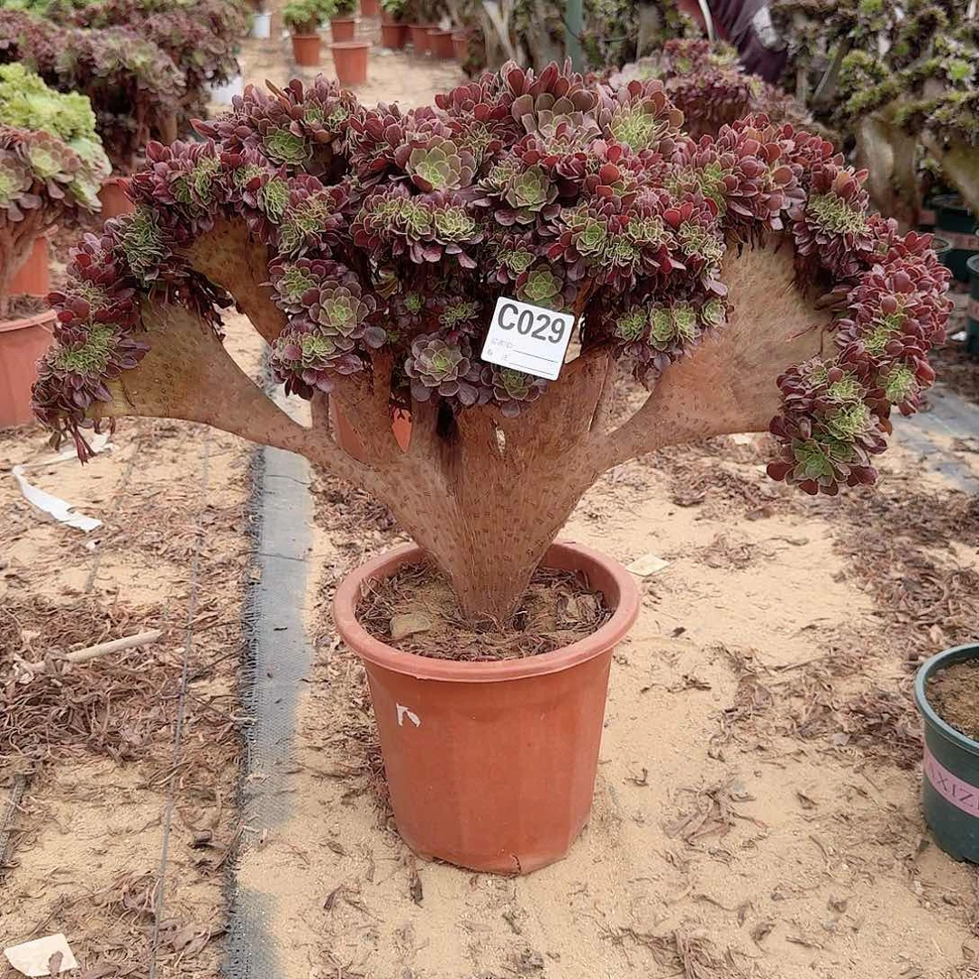 029欧紫一颗呀呀呀呀