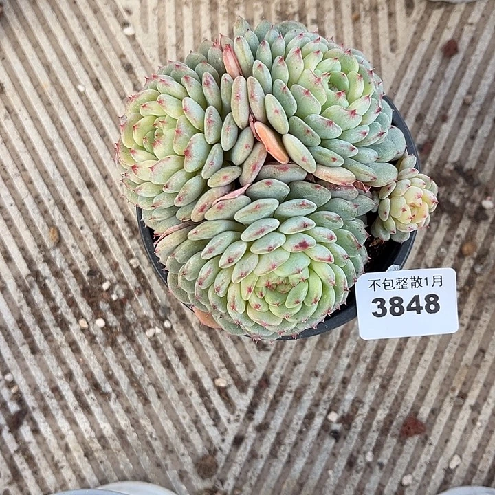 阿雅园艺。      3848白胖子