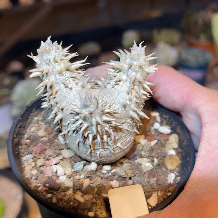 满38包邮2天凑单，脱土晾根年后发货多肉