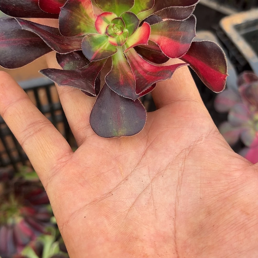 小***！精品多肉植物花蝴蝶