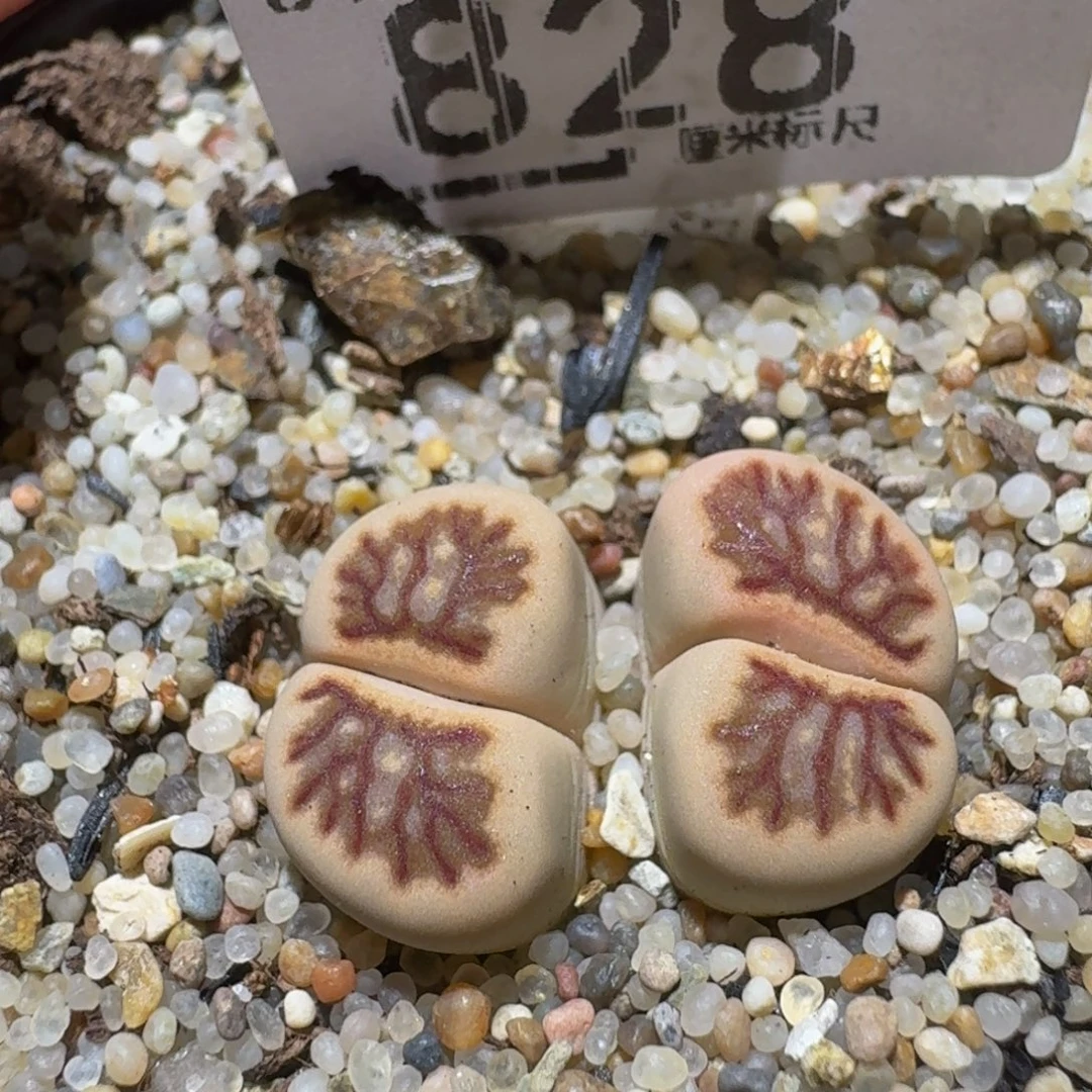Sssss精品生石花828