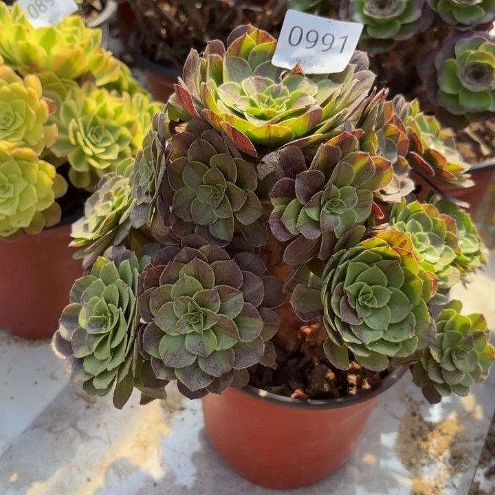 花月夜多肉处理不包断头0991