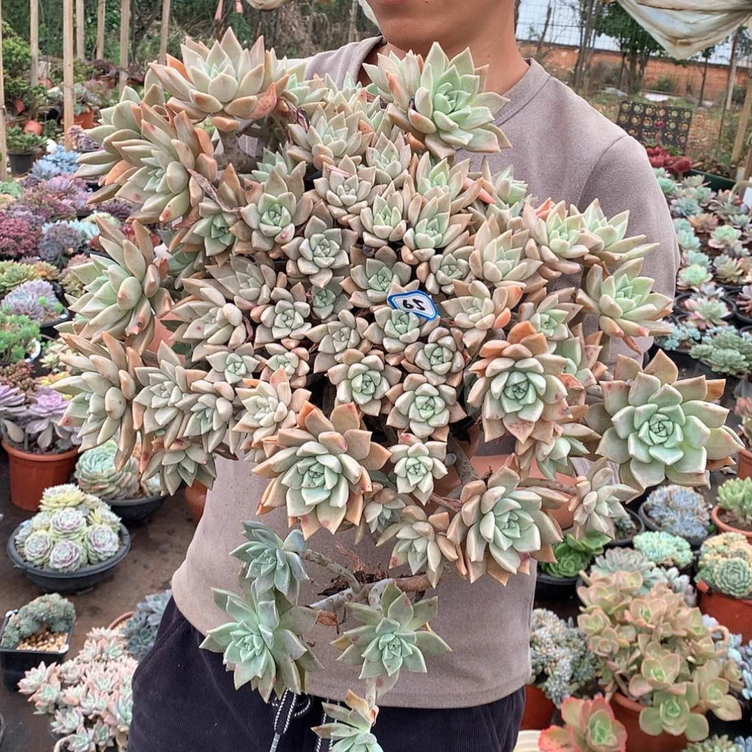 65血色黄昏一物一拍多肉