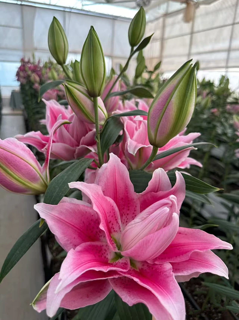 【伊莎贝拉】粉红色重瓣香水百合盆栽阳台庭院百合花种球