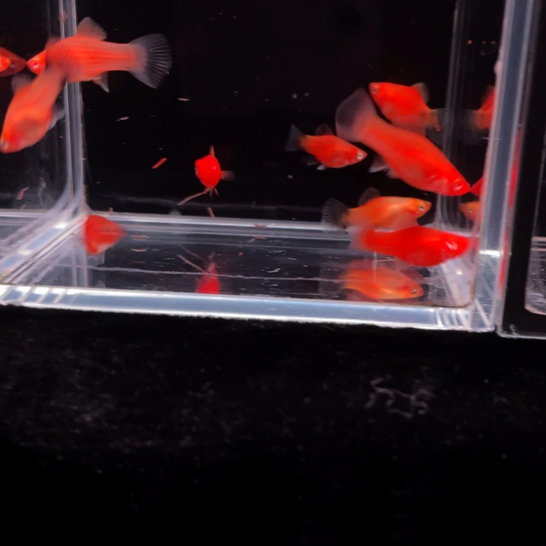 孔雀鱼包邮包活入缸无售后