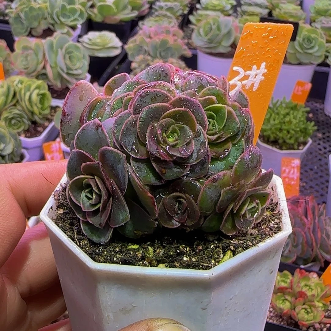 紫熏 非偏远包邮玻璃心慎拍