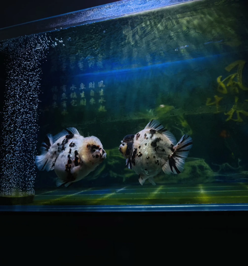 泰狮白虎金鱼活体冷水观赏鱼好养耐活检疫发货