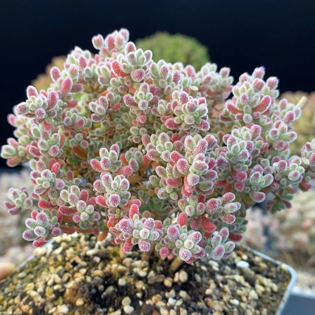 785冰晶，10厘米盆