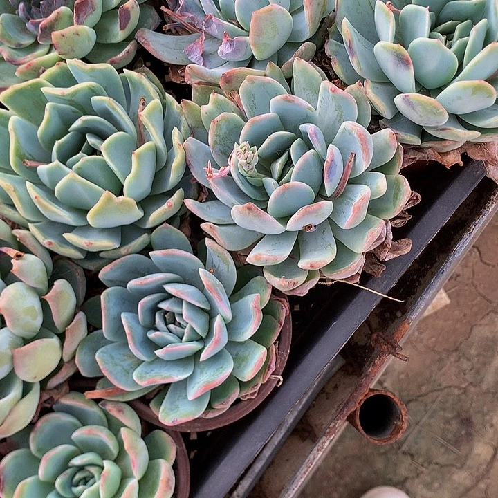 莎莎批发0.3，00000000