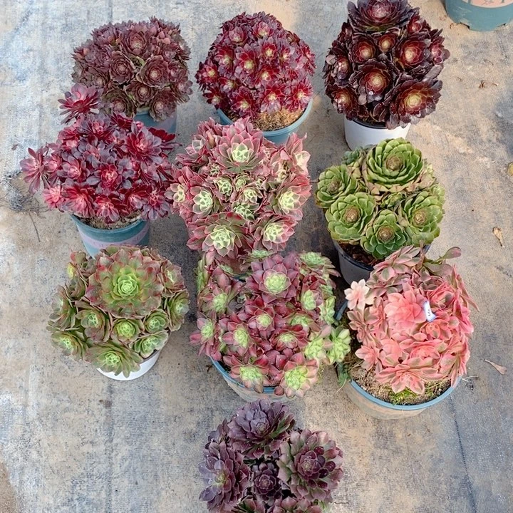 ?*妞638组合10颗多肉