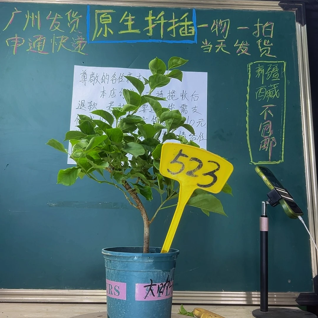 当前无花栽培后可以开花  福利  大咖啡  523