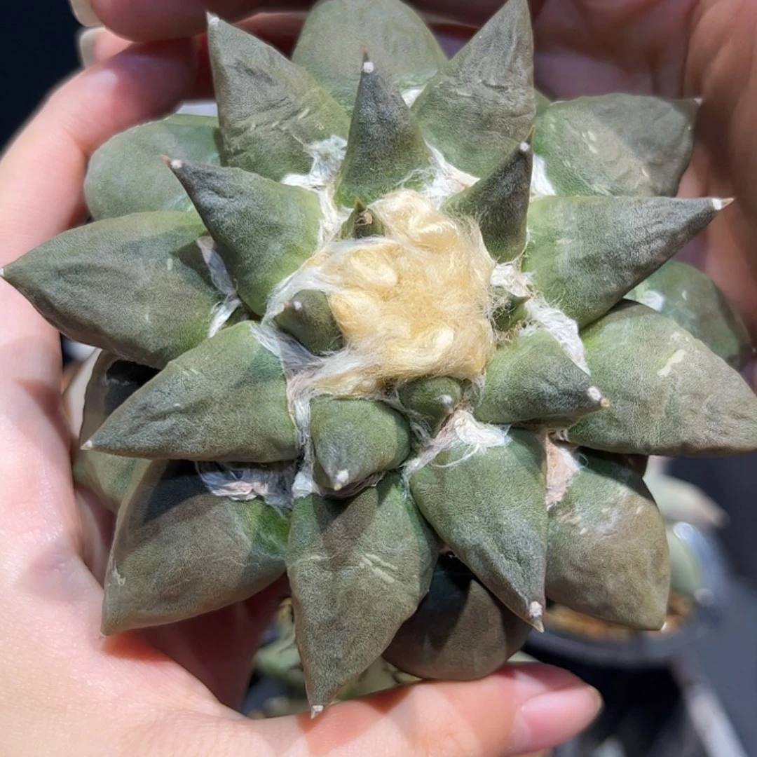 10cm自根大青瓷牡丹杂萝卜根