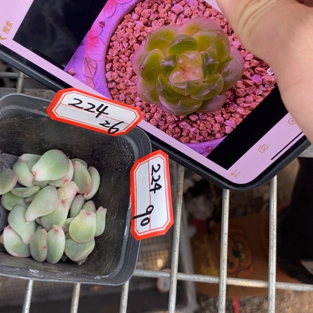 纯叶片甜心224一片多肉叶子