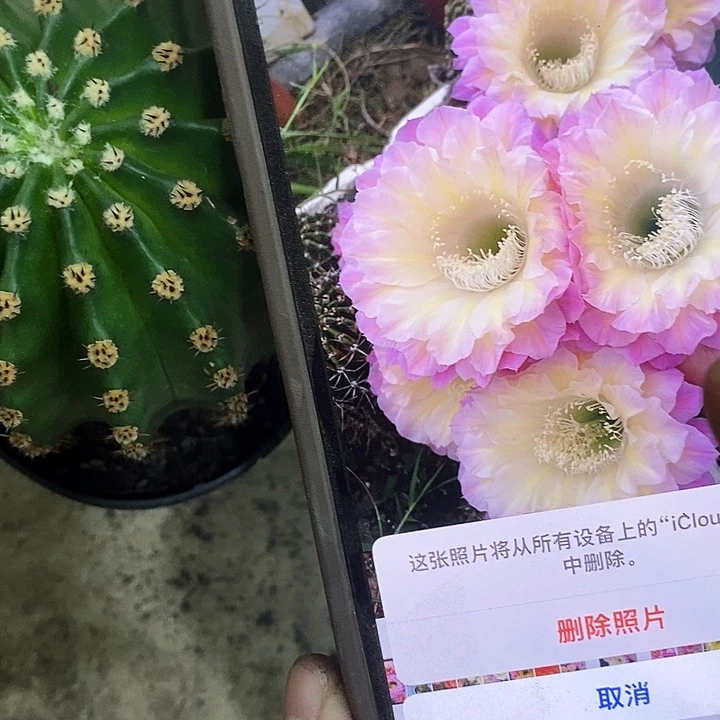 15马丙仙人球，3679999