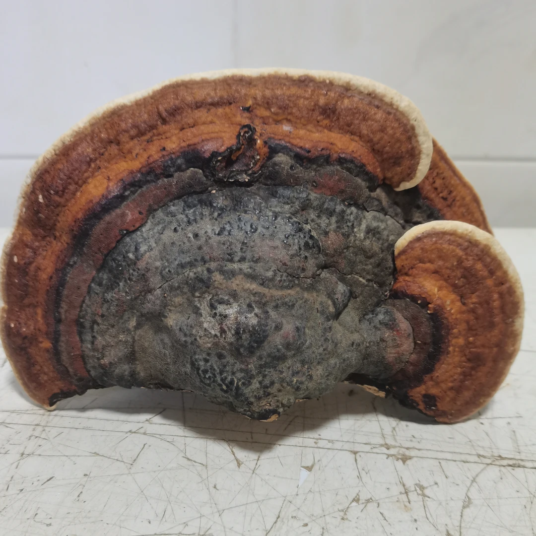 林海雪原自采野生菌（摆件）可观赏可食用菌蘑菇菌类山菇