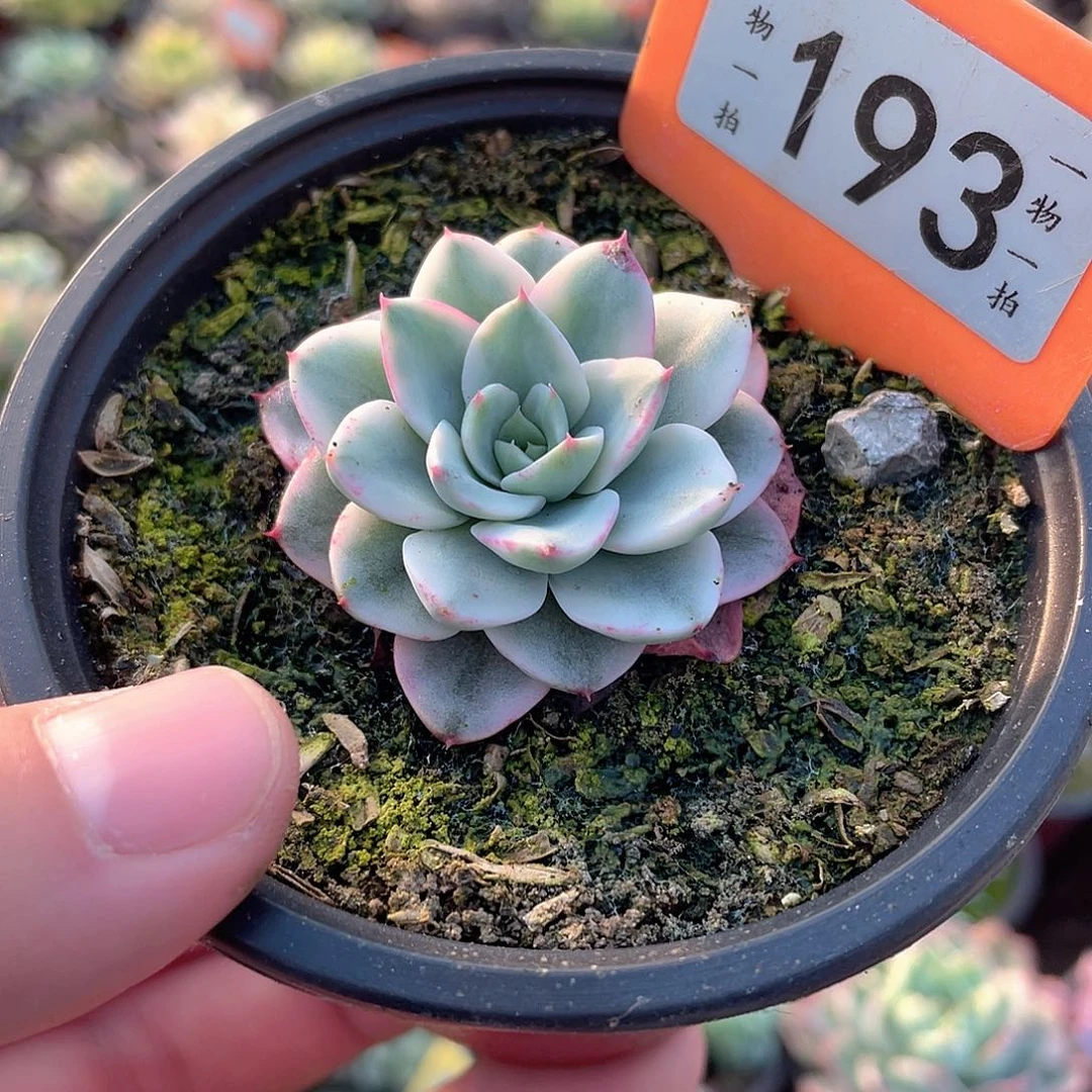 奶油黄桃锦193号多肉