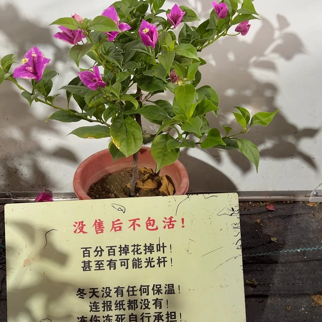 呆****当前无花栽培后可以开花六一