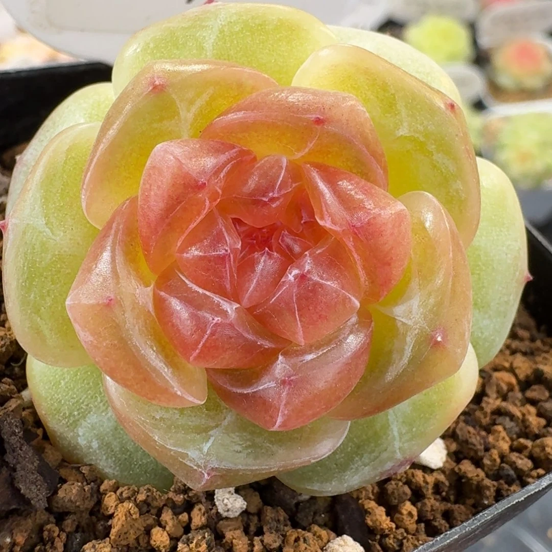 1219-38-3006青芒单头一颗