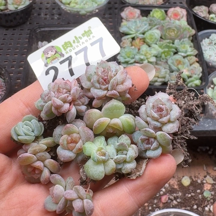 可***可多肉植物多肉植物