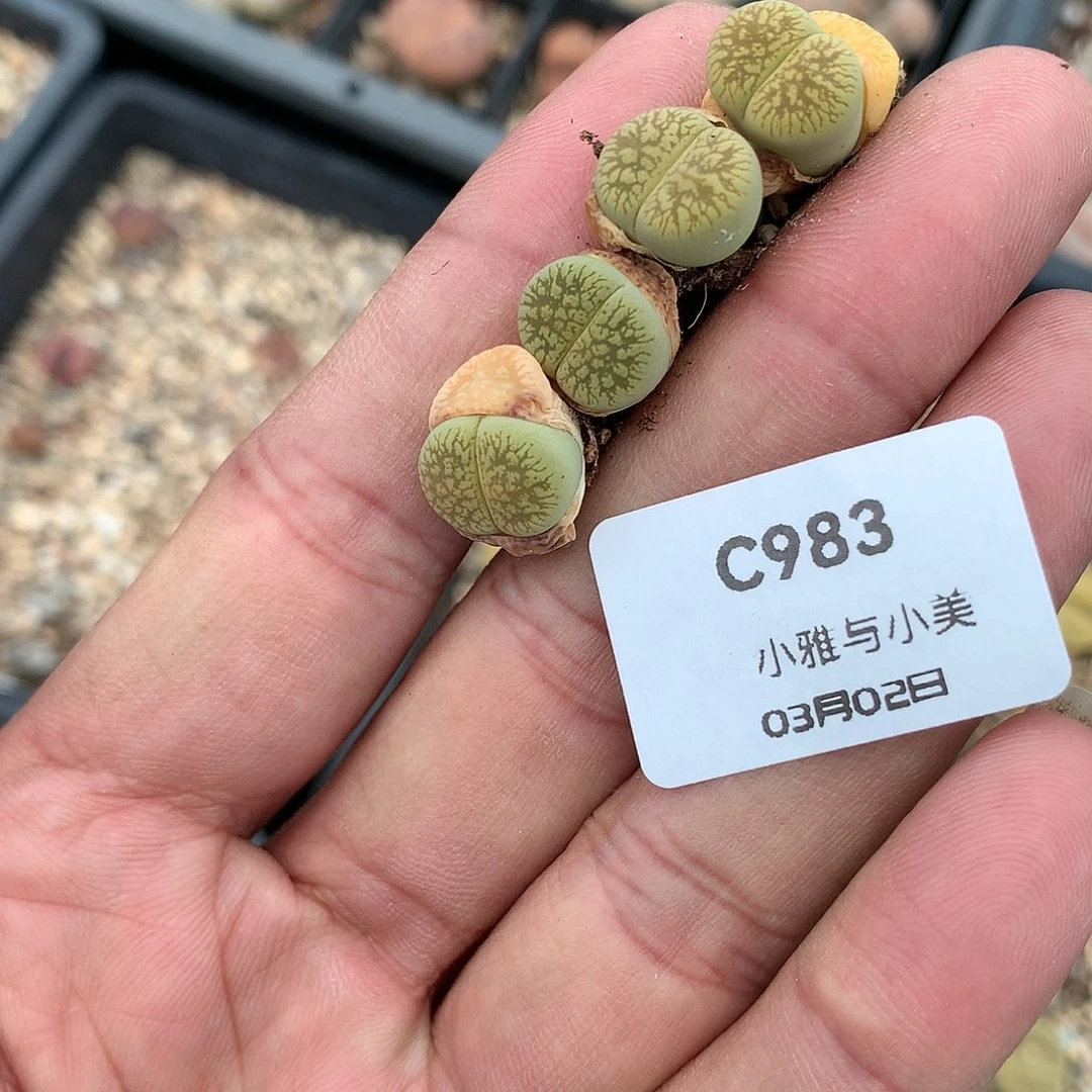 一*C983多肉植物保护
