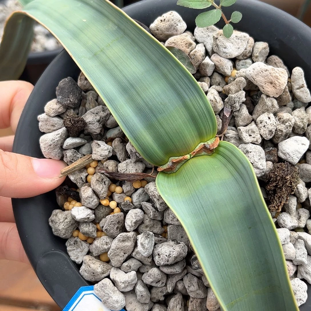 52号大号百岁兰，潮流植物