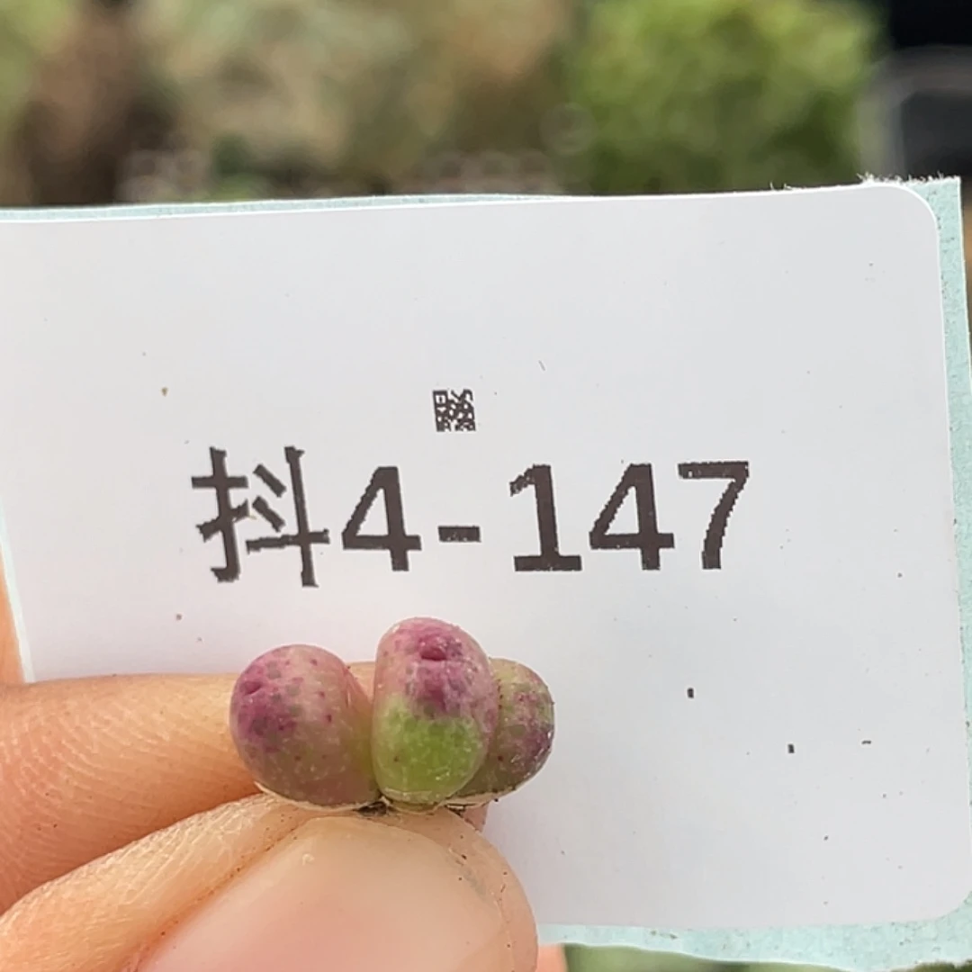 4-147草莓斑马肉锥