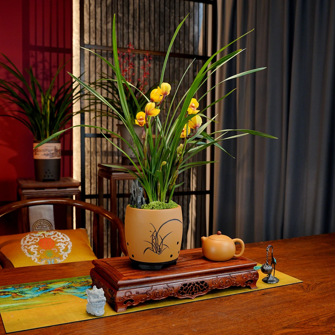 春兰铭品【佛光.舍利子】带花苞兰花 宜兴黄段泥手工花盆