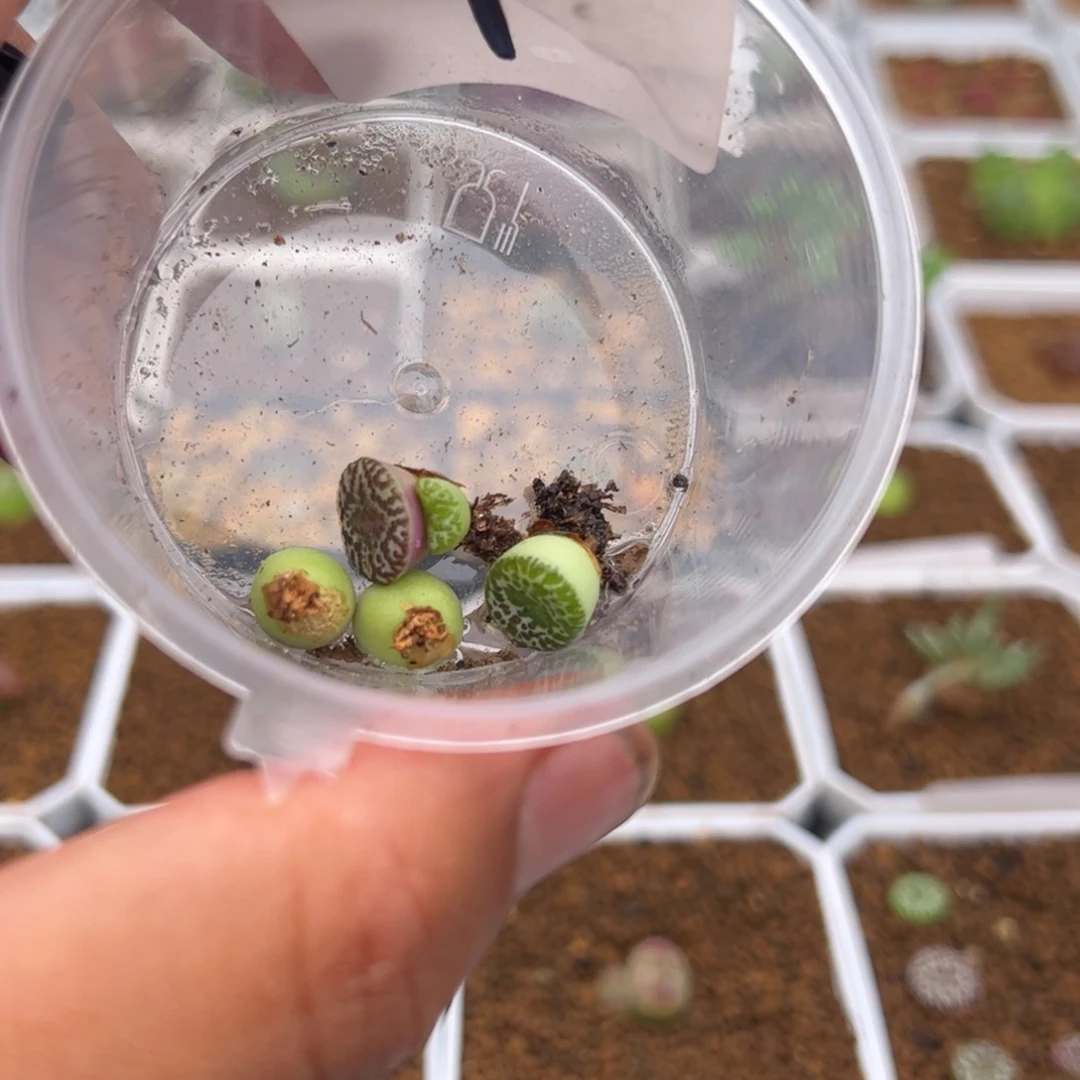 沉*6.13安贞多肉植物1