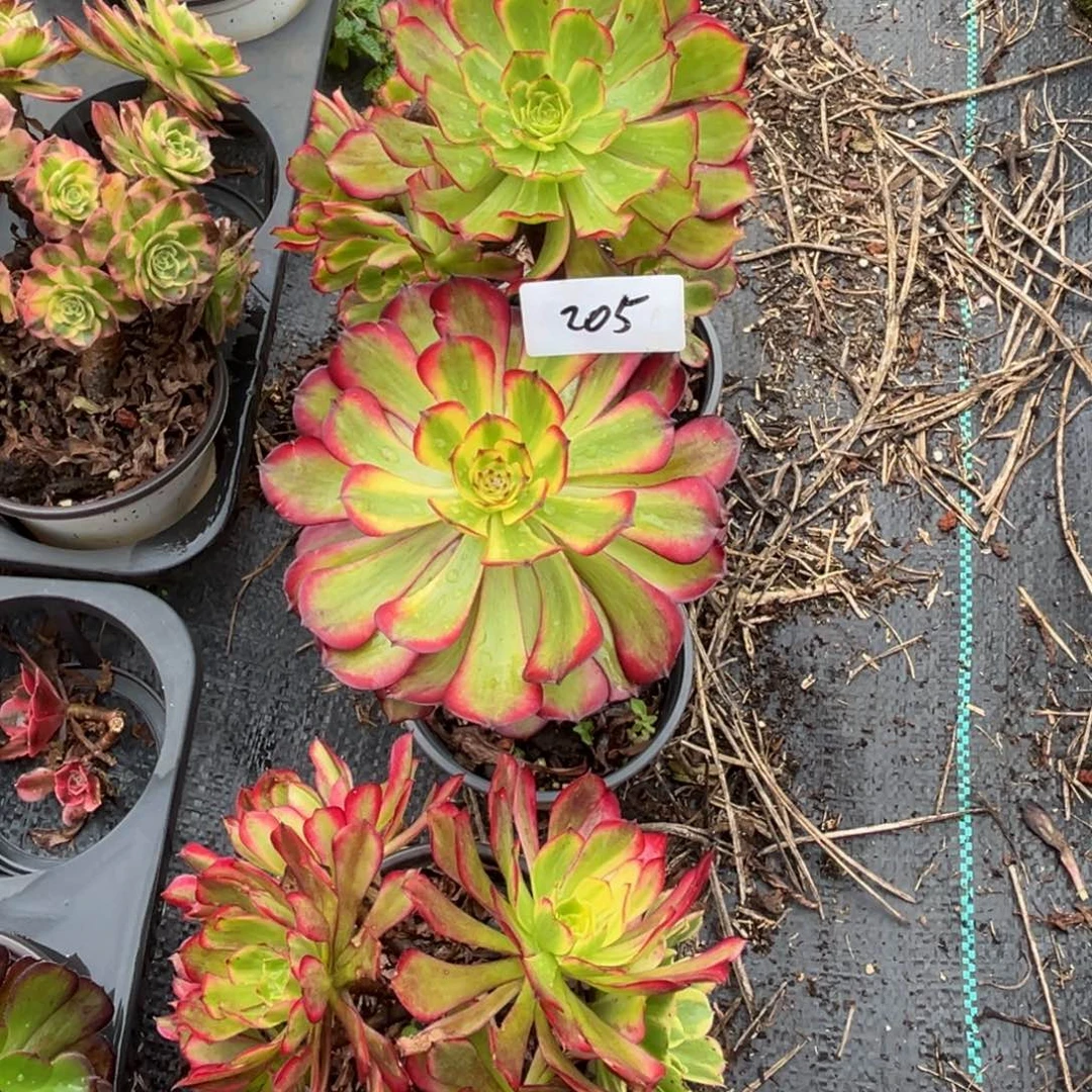 多肉植物205脱土的