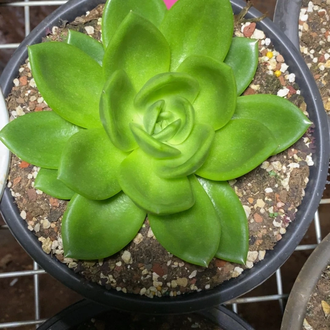x056-多肉植物 翠花