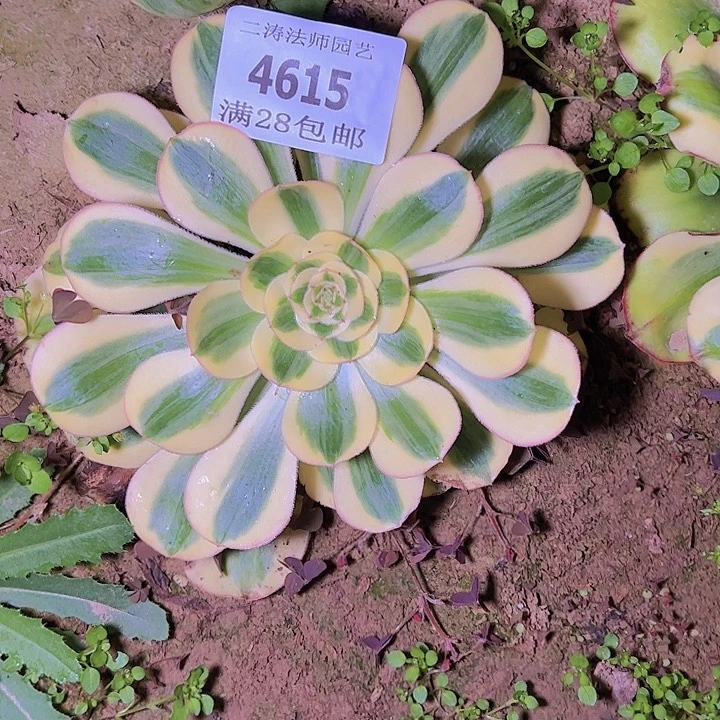 我***云4615王妃君美丽多肉植物