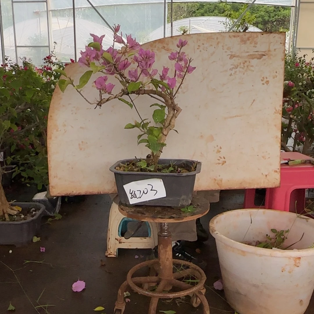 大部分花苞少量开放金夫人 203