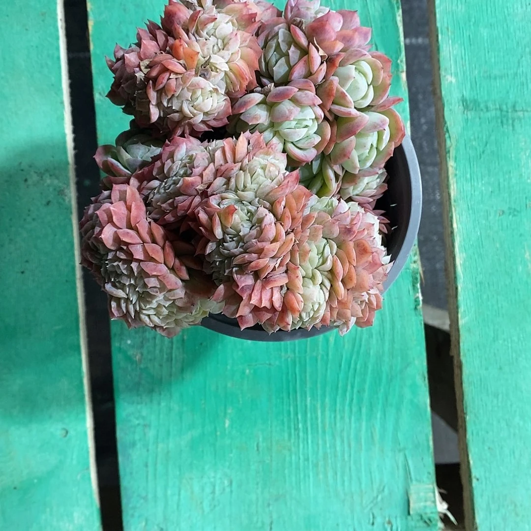 贝瑞缀 满28发货。