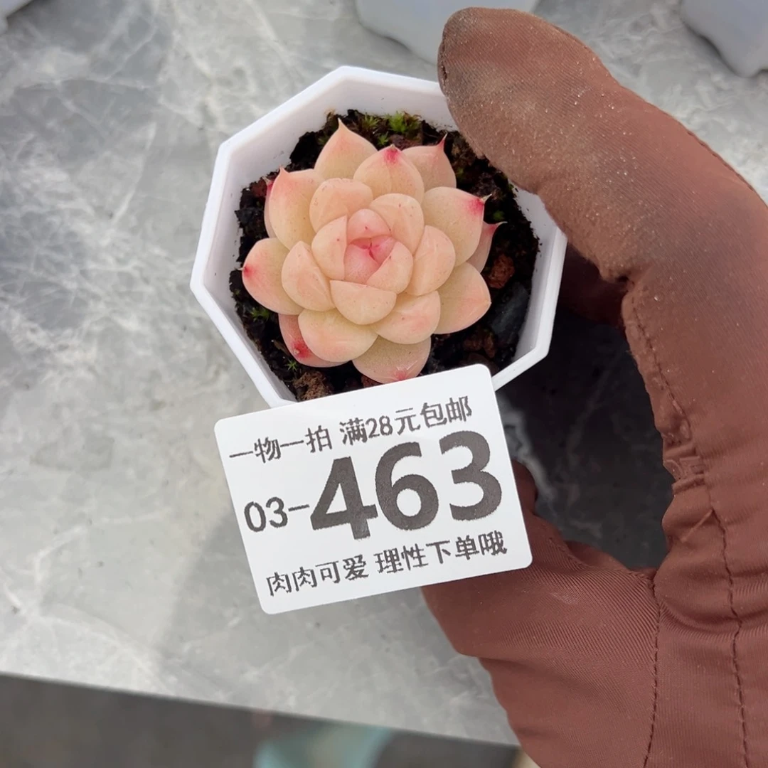 麦秆多肉多肉多肉多肉