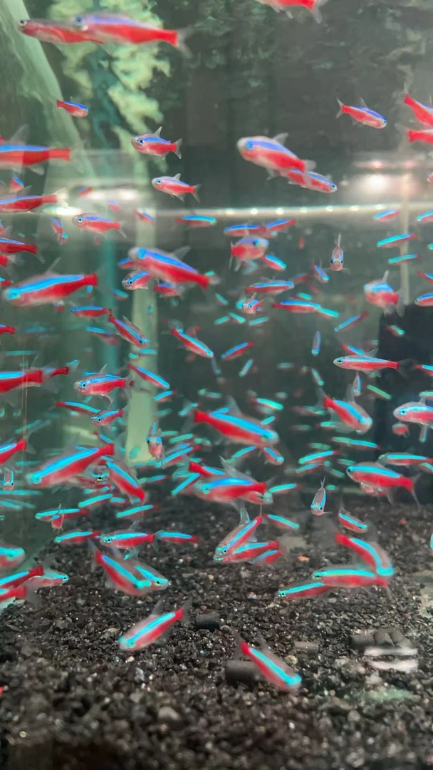 包顺丰特快福利款2-2.2cm中大号宝莲灯小型灯科热带淡水草缸群游