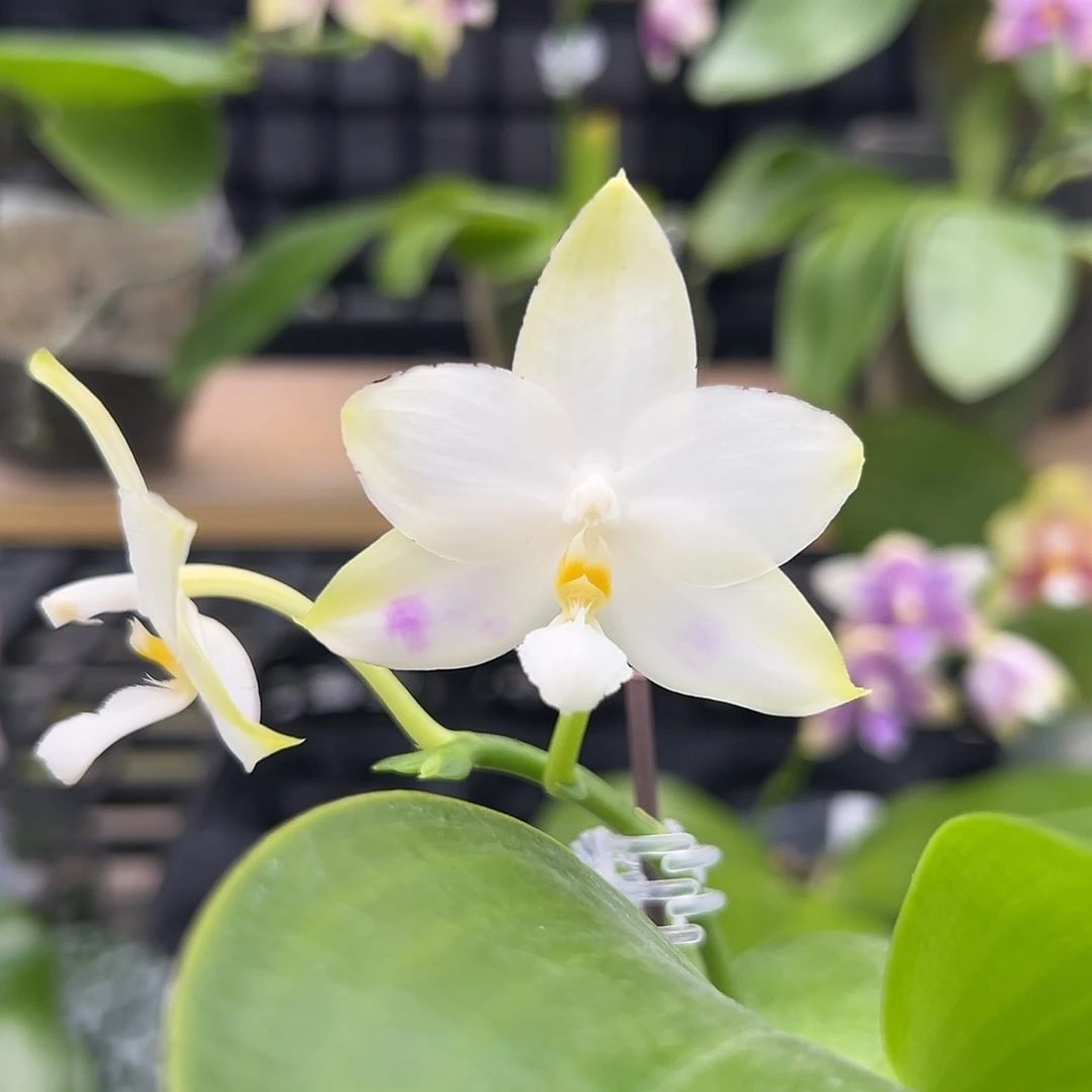 完全开放福利漏2.5寸开花