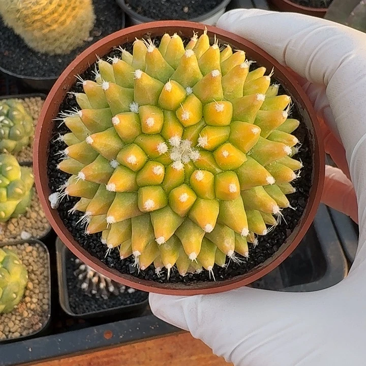 银春锦仙人球123