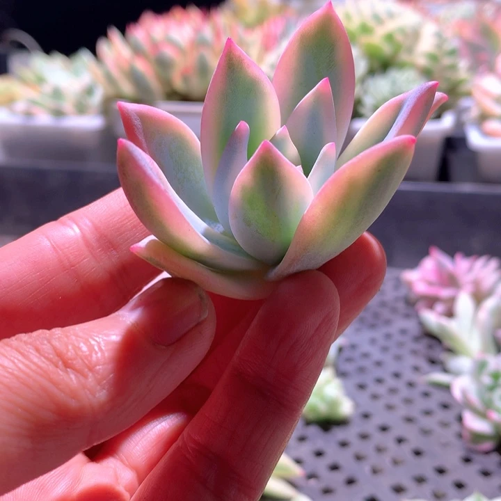 盖亚白覆轮锦砍头