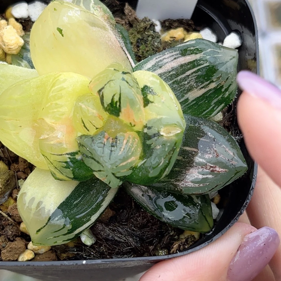30黑水晶玉露锦福利专场