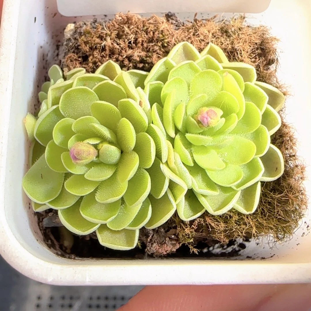 多肉0104-178捕虫堇