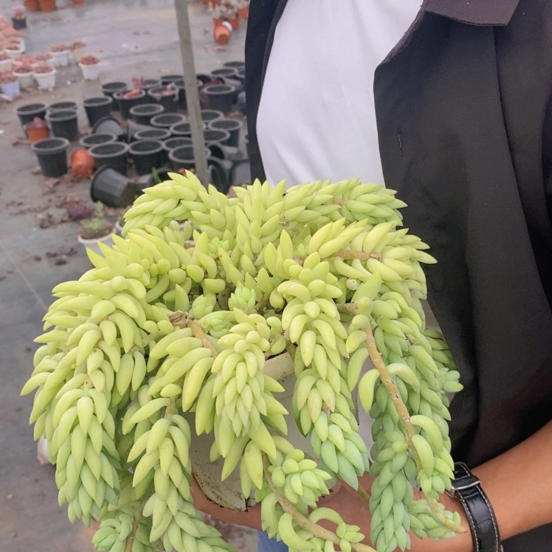 象牙玉坠带盆土一盆