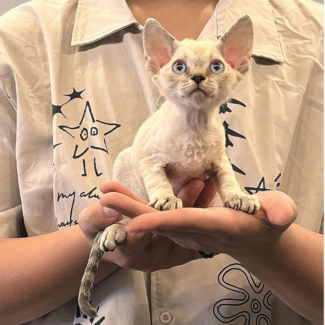 德文卷毛猫活体欧血幼猫山猫色弟弟