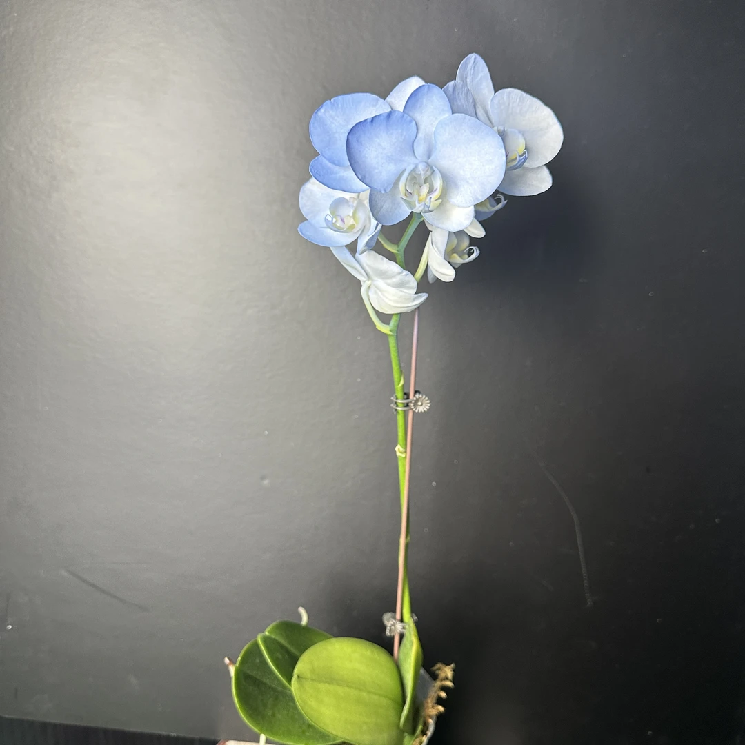 予兰花卉（冰川）带花3.0寸杯发货