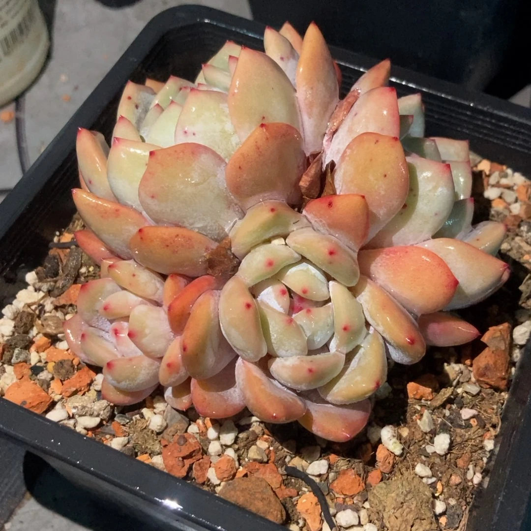 5头黑方盆梦露随机有状态有砍